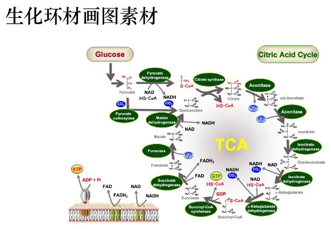 Biochemical cycle