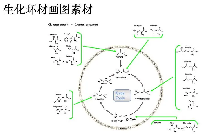 Metabolic network