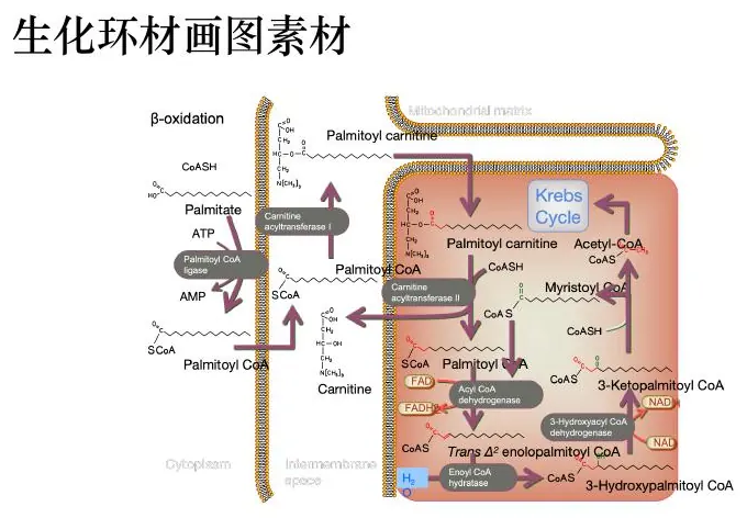 Cell metabolism diagram