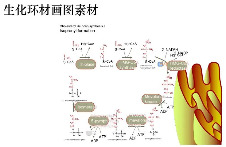 Molecular mechanism