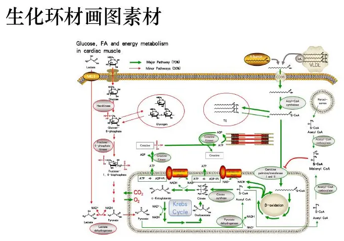 Biochemical pathway