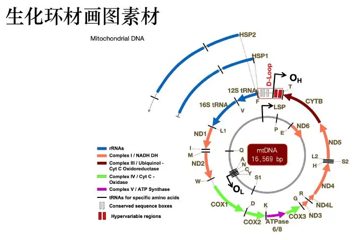 Circular biological map