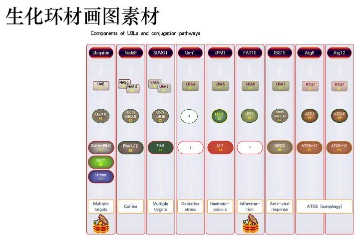 Biological timeline
