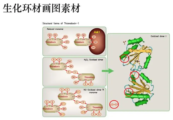 Protein mechanism